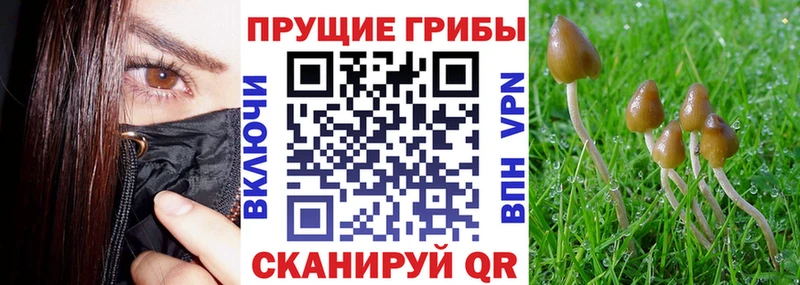 Псилоцибиновые грибы Psilocybine cubensis  наркотики  блэк спрут ссылки  Ессентукская 